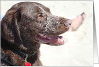 Beach dog Chocolate Lab Blank Note Card