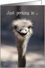 Just Peeking In Birthday, Ostrich card