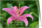 Sister Birthday, Pink Tiger Lily card