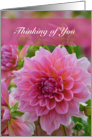 Thinking of you, Mastectomy Surgery card