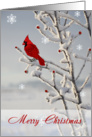 Merry Christmas Cardinal, Winter Scene card