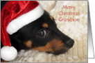 Merry Christmas Grandson, Dachshund with Santa Hat card