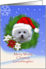 Merry Woofy Christmas Granddaughter, Bichon with Santa Hat card