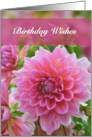 Pink Dahlia Birthday Wishes card