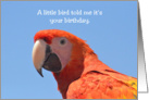 A Little Bird Told Me Birthday, Red Parrot card