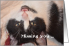 Missing You Cat, Black and White Kitten card