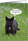 Cat Birthday Humor, Black cat card