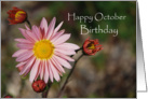 October Birthday, Pink Asters card
