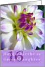 Granddaughter 16th Birthday, purple dahlia card