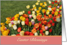 Tulip Easter Blessings card