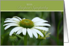 With Deepest Sympathy, white daisy with green background card