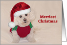 Bichon Merry Christmas, Santa Hat, red sweater card