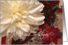 Merry Christmas White Flower with Red,Green Background card