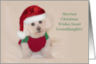 Granddaughter Merry Christmas Cute Santa Bichon card