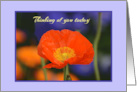 Thinking of You Today with an Orange Poppy Blank Inside card