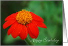 Birthday Mexican Sunflower, Red Mexican Sunflower with Green card