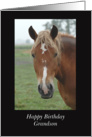 Grandson Horse Birthday, Framed Horse Photo card