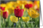 Sympathy Tulips, red and yellow card