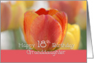 Granddaughter 18th Birthday, Orange and yellow tulips card