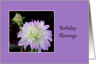 Birthday Blessings, Purple and white dahlia card