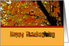 Thanksgiving Tree, colorful fall tree card