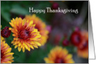 Happy Thanksgiving flower, fall mums card