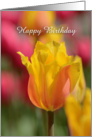 Yellow Tulip Birthday, photo of a yellow and pink tulip card