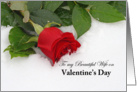 Beautiful Wife Valentine, red rose in the snow card