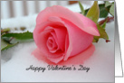 Pink Rose Valentine, Photo of Pink rose in the snow card