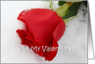Red Rose Valentine, red rose in snow card