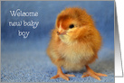 Welcome Baby Boy, Rhode Island Red Rooster Chick card