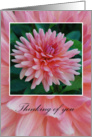 Thinking of You, pink dahlia card