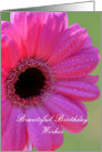 Beautiful Birthday Wishes, Pink Gerber Daisy card