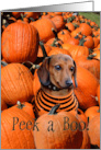 Halloween Doggy pumpkins dog card