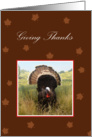 Giving Thanks, turkey and leaves card