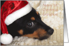 Grandson Merry 1st Christmas Dachshund with Santa hat card
