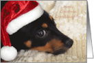 Granddaughter Merry Christmas Dachshund with Santa hat card