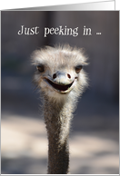 Ostrich Birthday Just Peeking In