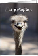 Just Peeking In Birthday, Ostrich card