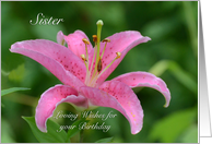 Sister Birthday, Pink Tiger Lily card