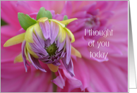 I thought of You Today, Pink Dahlia card