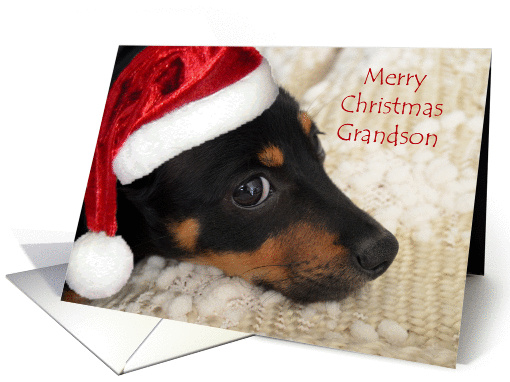 Merry Christmas Grandson, Dachshund with Santa Hat card (1199684)