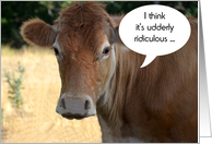 Cow Birthday Humor card