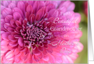Beautiful Grandmother on Mother’s Day, Dahlia card