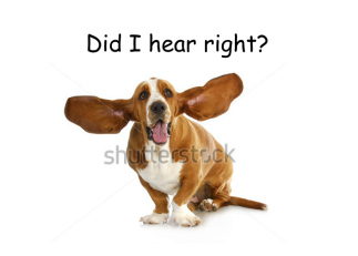 Funny Dog Eared Dog...