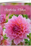 Pink Dahlia Birthday Wishes card