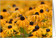 Black-Eyed Susan Birthday card
