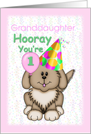 Granddaughter’s 1st Birthday, Puppy card