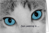 Cat Blue Eyes...
