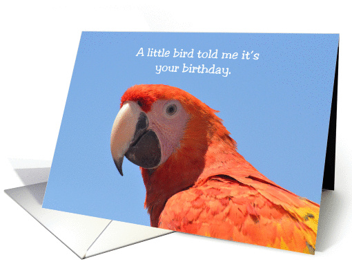 A Little Bird Told Me Birthday, Red Parrot card (1311068)